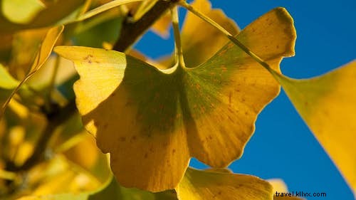 A Botanist s Guide to the World s Most Captivating Plants