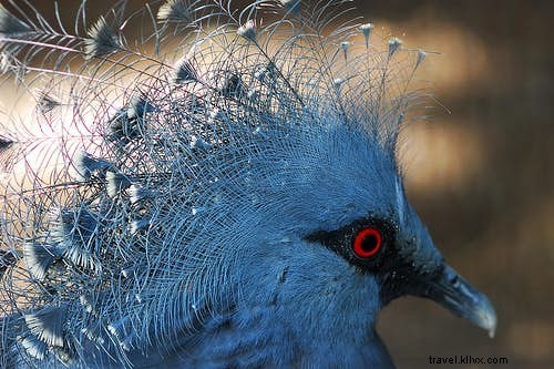 Top 10 Premier Birdwatching Destinations for Avid Twitchers