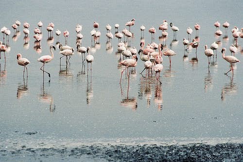 Top 10 Premier Birdwatching Destinations for Avid Twitchers