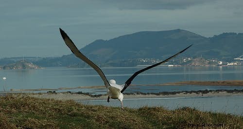 Top 10 Premier Birdwatching Destinations for Avid Twitchers
