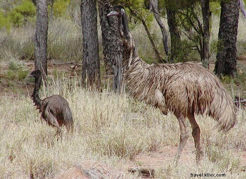 Top 10 Premier Birdwatching Destinations for Avid Twitchers