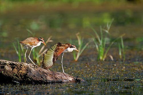 Top 10 Premier Birdwatching Destinations for Avid Twitchers