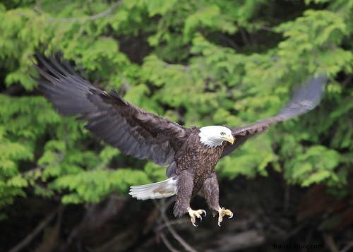 Top 10 Premier Birdwatching Destinations for Avid Twitchers