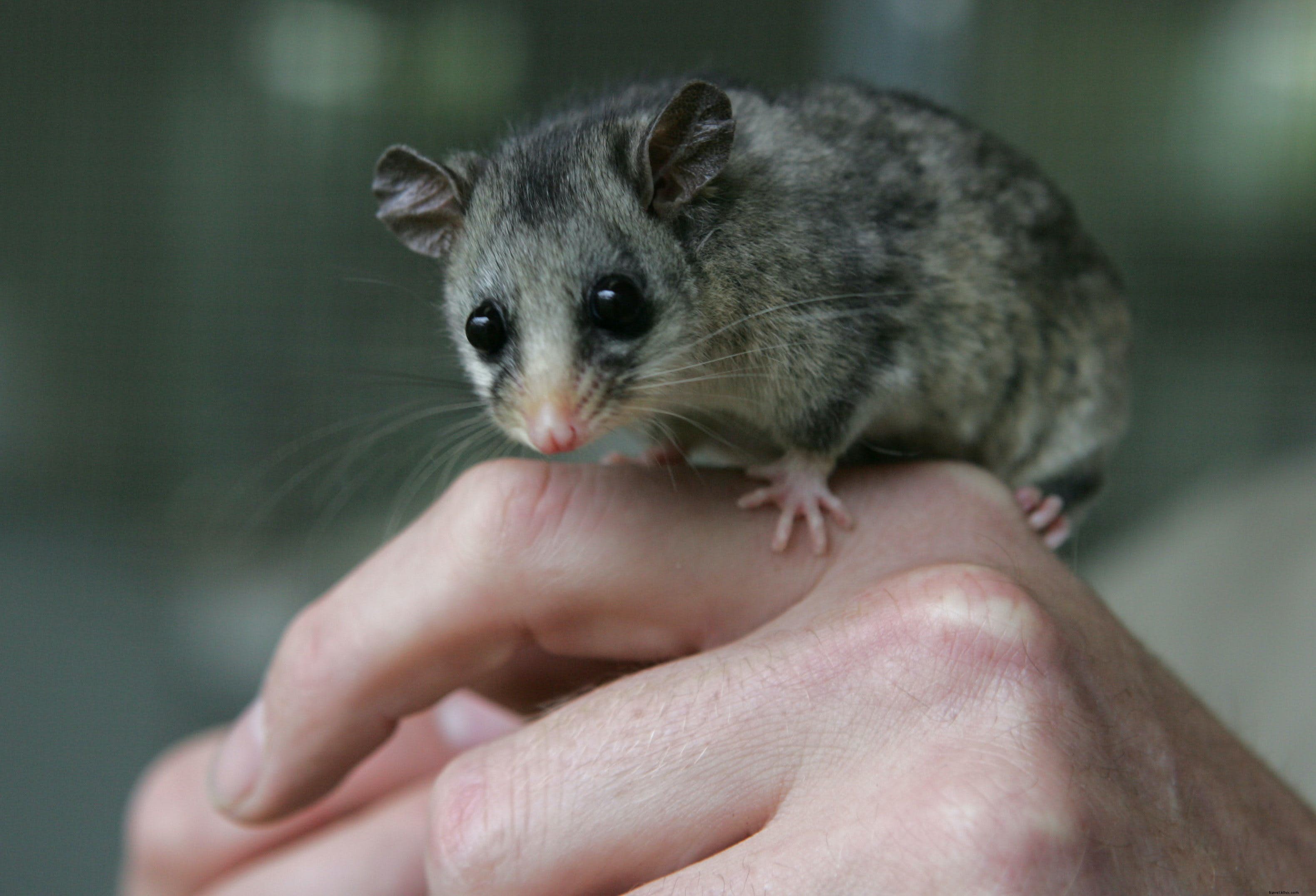 IUCN Red List Update: 31 Species Declared Extinct, Sharks and Rays in Peril, Conservation Successes Highlighted