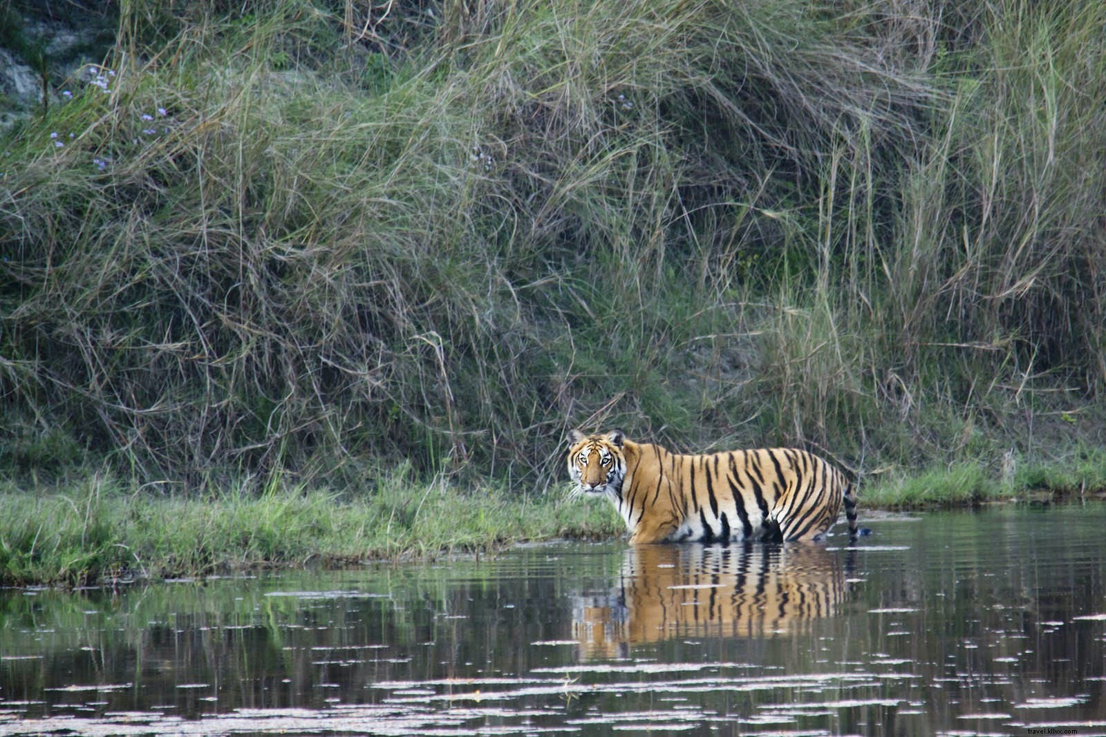 Best Places to See Wild Tigers: Ethical Safari Destinations Worldwide
