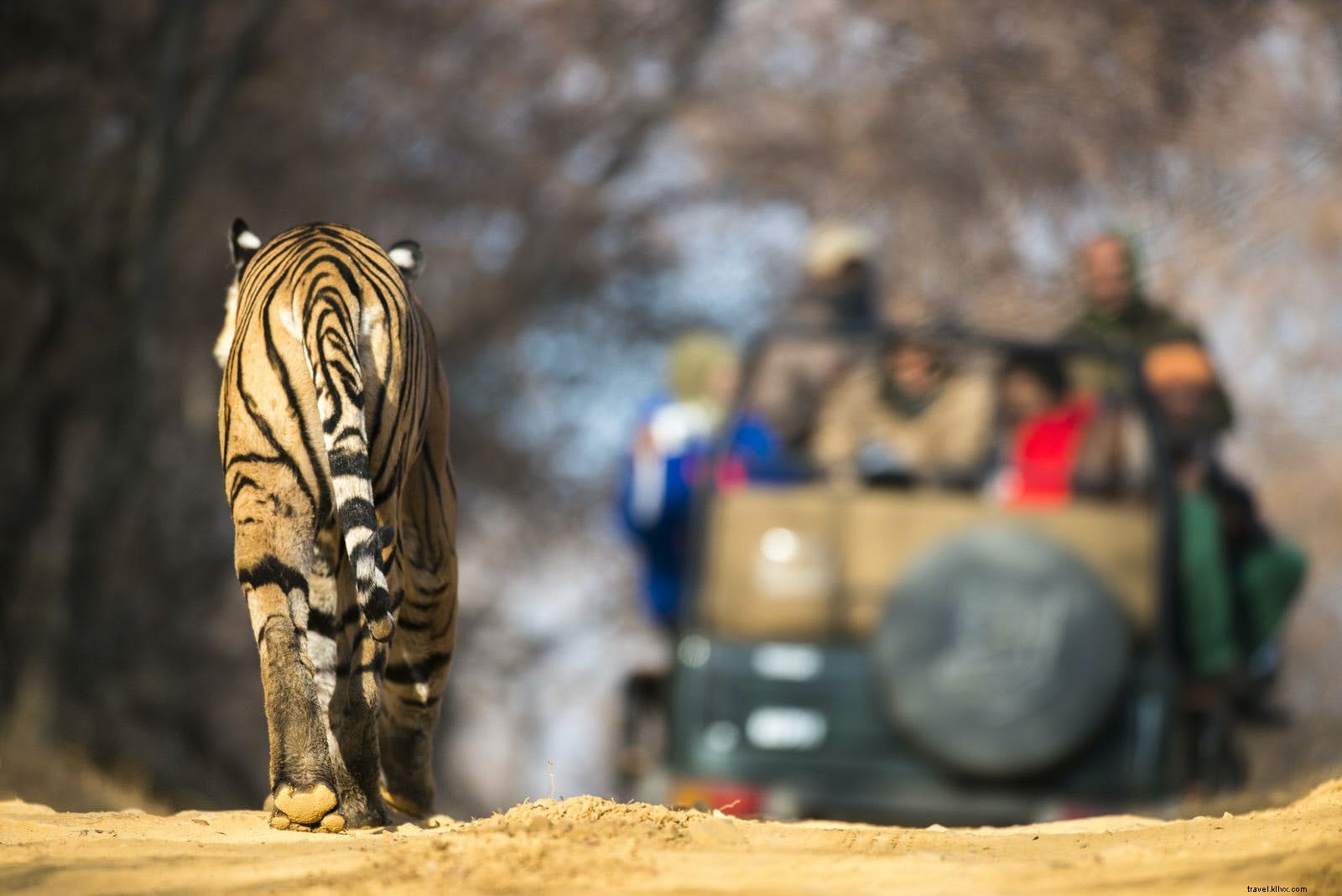 Best Places to See Wild Tigers: Ethical Safari Destinations Worldwide