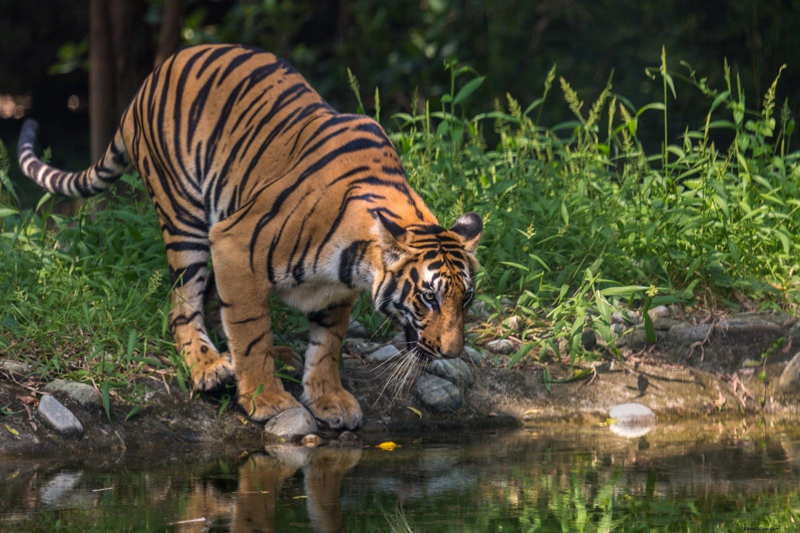 Best Places to See Wild Tigers: Ethical Safari Destinations Worldwide