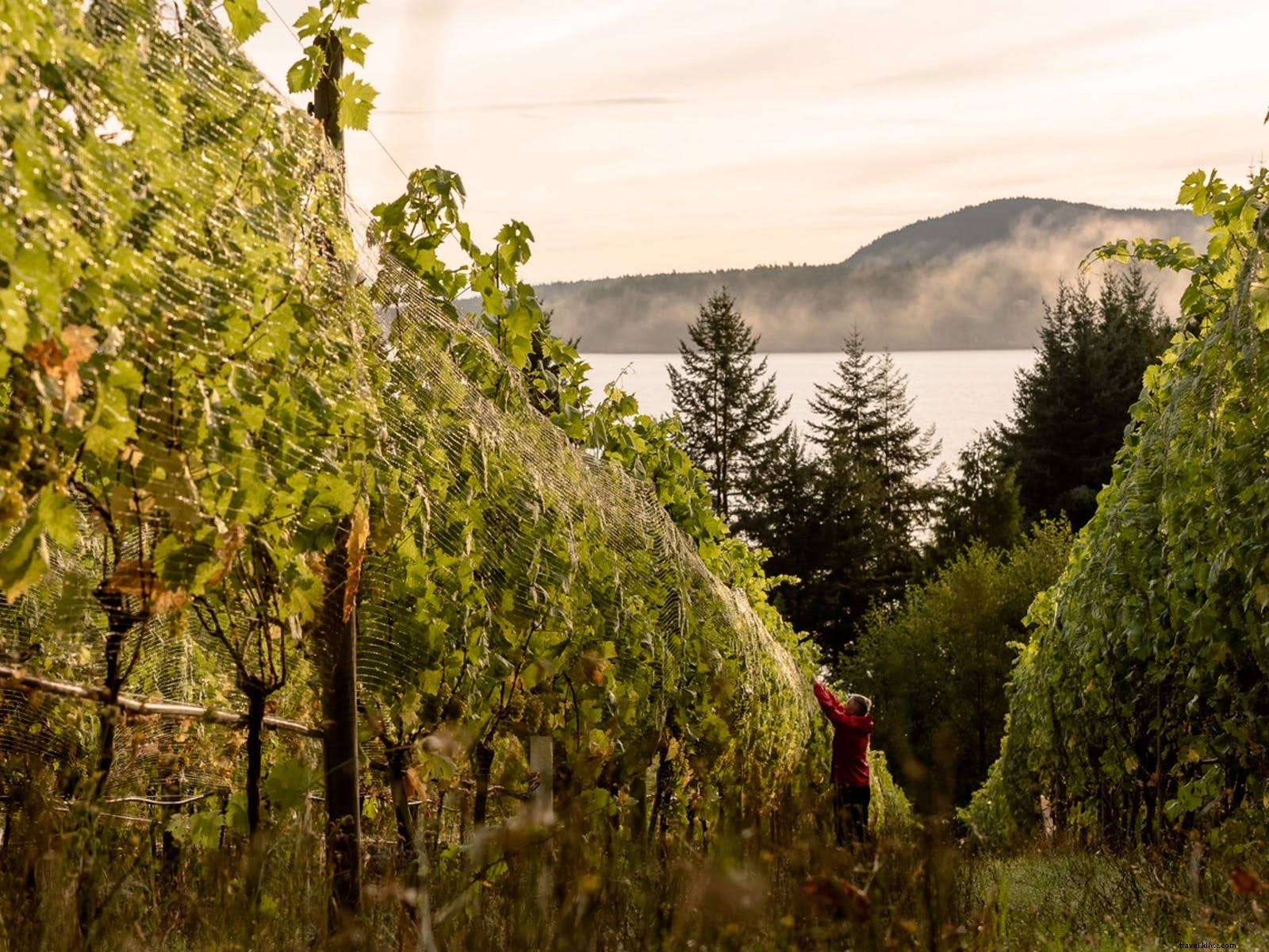 8 Unexpected Island Wineries: Hidden Gems for Wine Lovers Worldwide