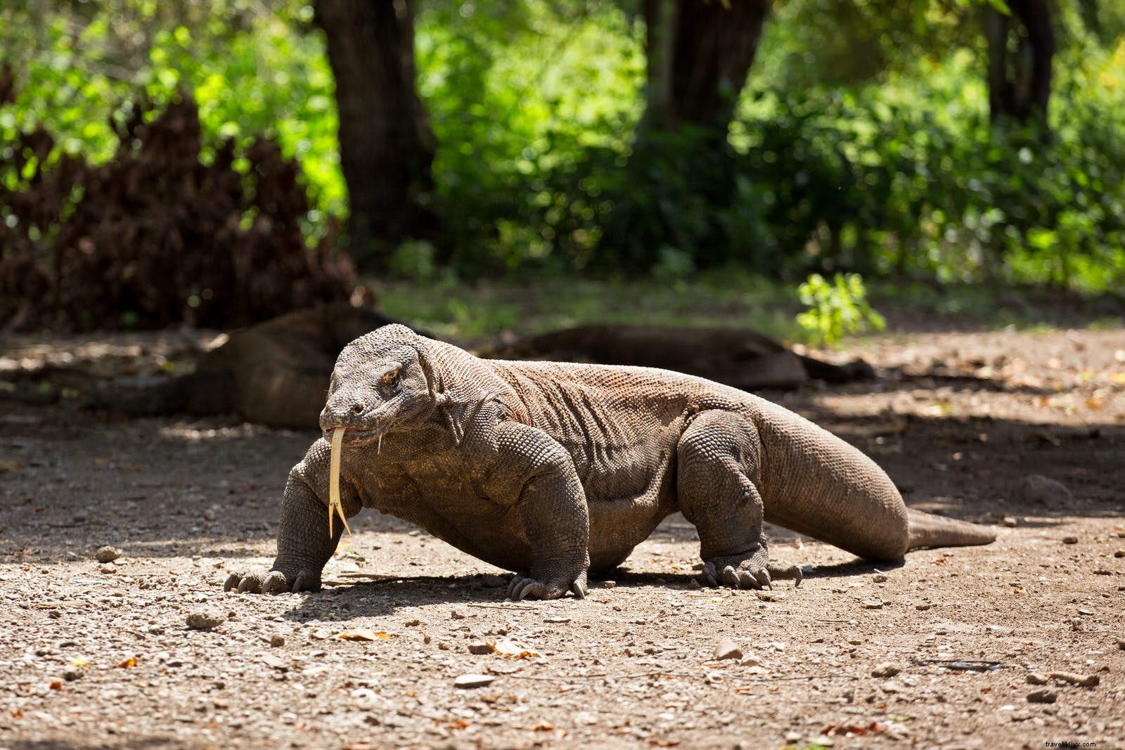 Ultimate Guide to Komodo National Park: Dragons, Diving, and Pristine Islands