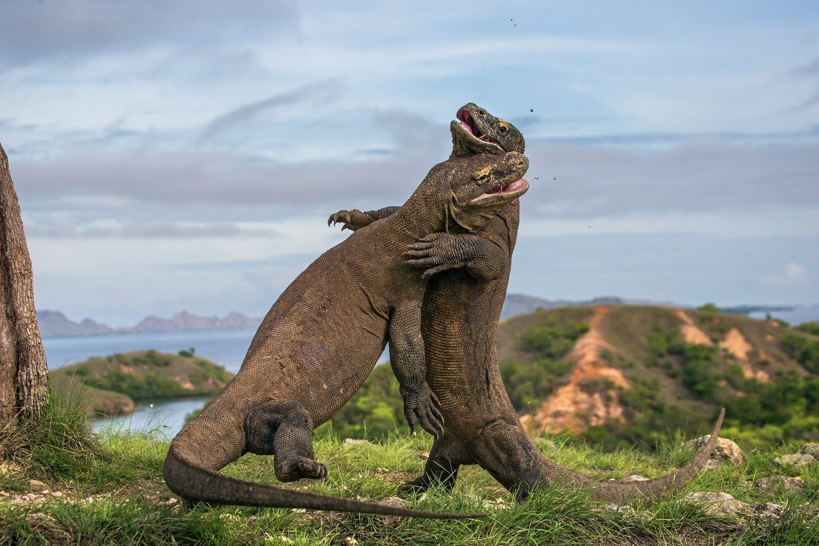 Ultimate Guide to Komodo National Park: Dragons, Diving, and Pristine Islands