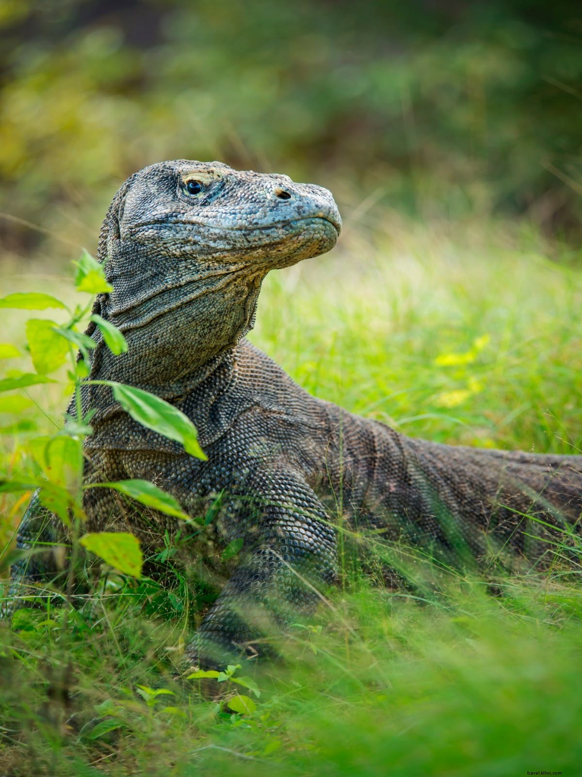 Ultimate Guide to Komodo National Park: Dragons, Diving, and Pristine Islands