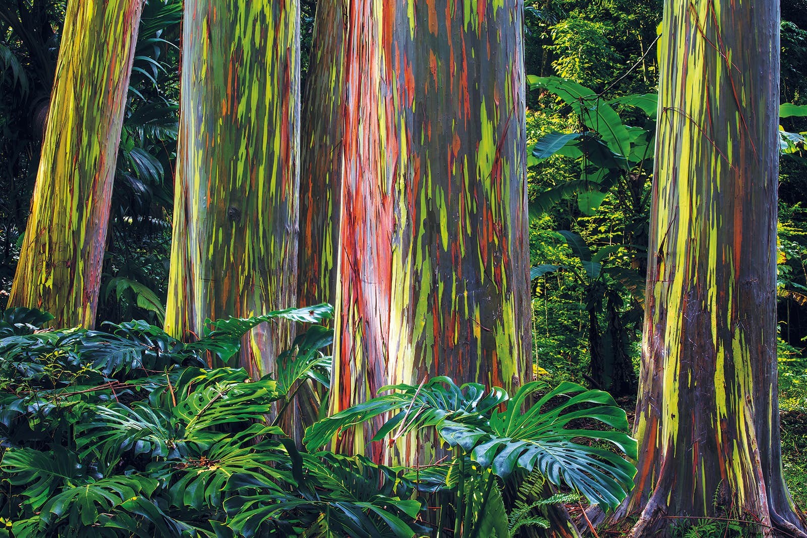 Secret Marvels of the World: From Rainbow Eucalyptus Forests to Pink Lakes