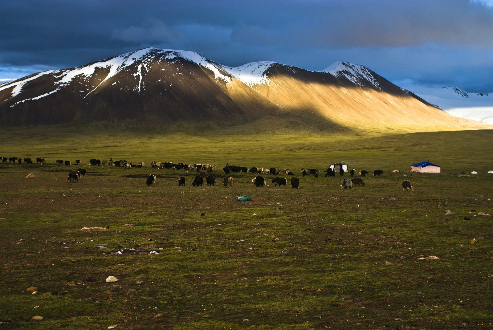 Immersed in Tibetan Nomad Life: Staying in a Yak-Hair Tent in Gansu s High Grasslands