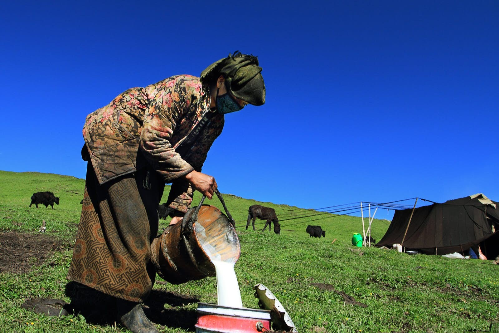 Immersed in Tibetan Nomad Life: Staying in a Yak-Hair Tent in Gansu s High Grasslands