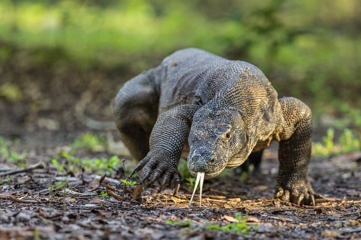 Best Wildlife and Nature Destinations to Visit in May: Komodo Dragons, Icebergs, and More