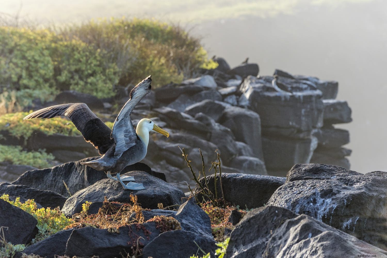 Top April Destinations for Wildlife and Nature Lovers: Palau, Lake District, Galápagos & Japan