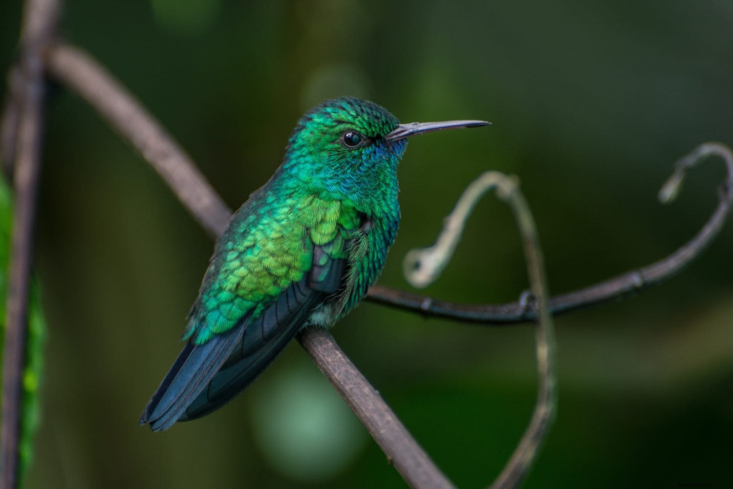 Top Wildlife and Nature Destinations for March: Turtles, Tigers, Pandas, and Epic Falls