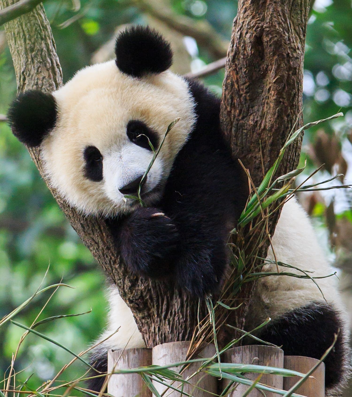 Top Wildlife and Nature Destinations for March: Turtles, Tigers, Pandas, and Epic Falls