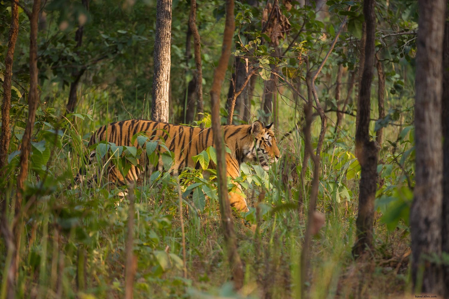 Top Wildlife and Nature Destinations for March: Turtles, Tigers, Pandas, and Epic Falls