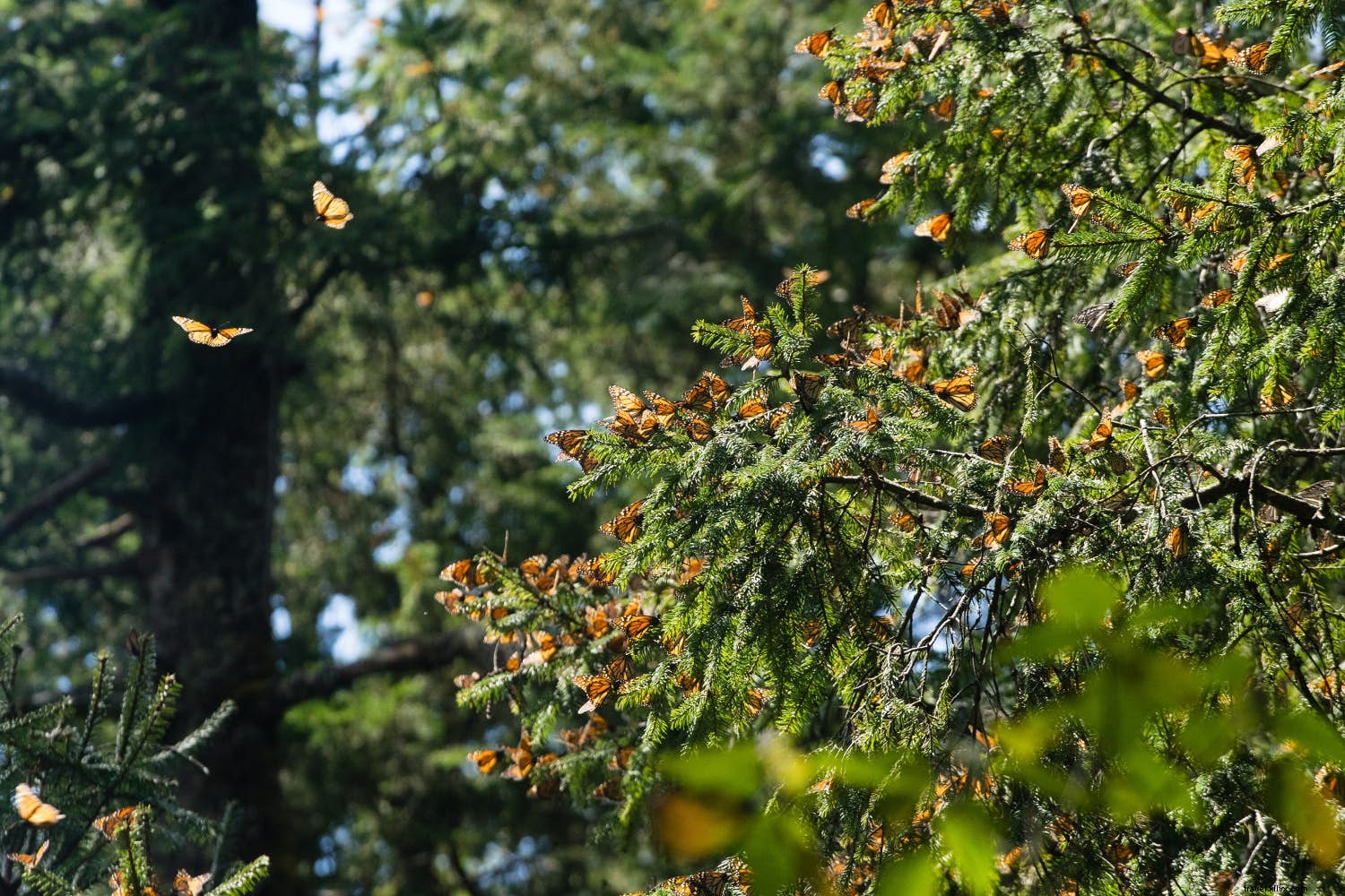 Top Wildlife and Nature Destinations for February: Snow Leopards, Butterflies, Whale Sharks & More