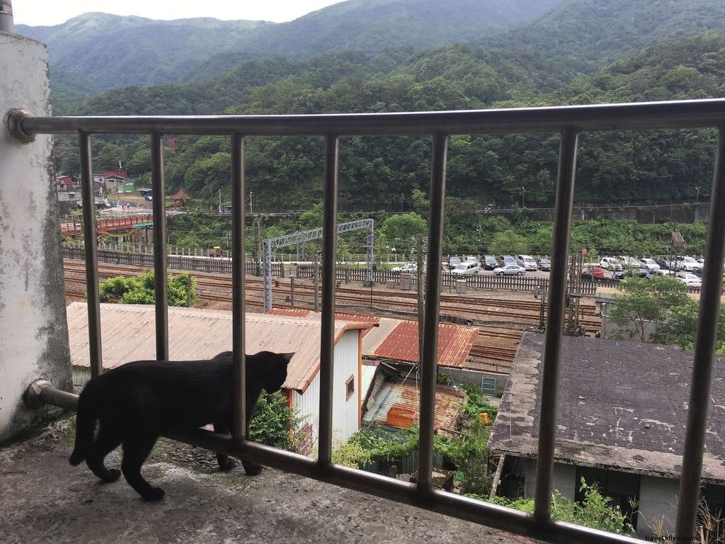 Houtong Cat Village: Taiwan s Enchanting Feline Paradise and Easy Day Trip from Taipei