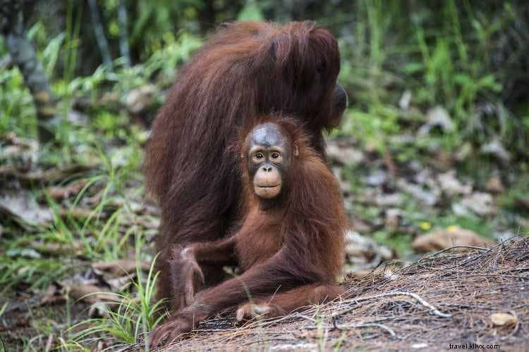 Borneo s Hidden Gems: Off-the-Beaten-Path Adventures Beyond the Tourist Trail