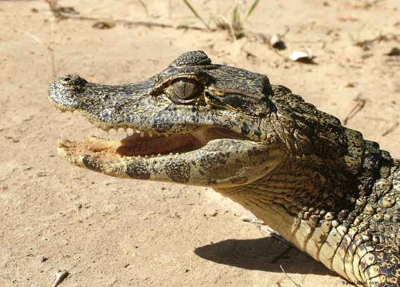 Travel Writers  Hard-Earned Lessons: Mistakes Lonely Planet Authors Made (So You Don t Have To) – Part 1