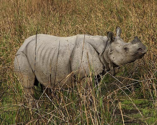 Ultimate Guide to Wildlife Safaris in India: Best Parks for Tigers, Elephants & More