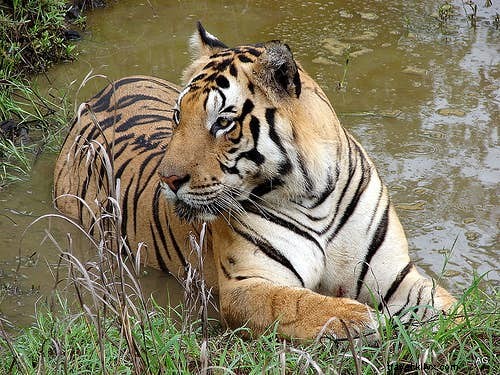Ultimate Guide to Wildlife Safaris in India: Best Parks for Tigers, Elephants & More