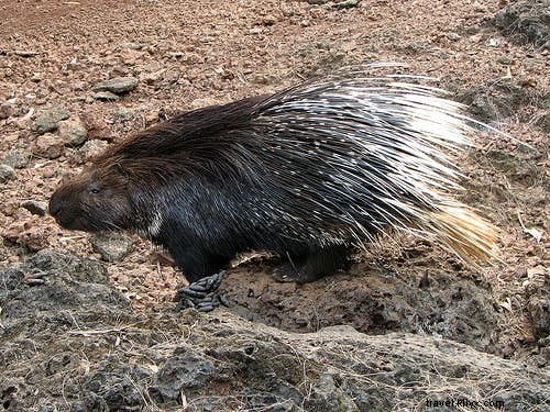 Ultimate Guide to Wildlife Safaris in India: Best Parks for Tigers, Elephants & More