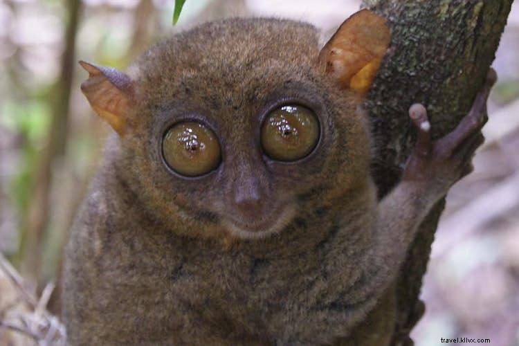 Discover the Philippines Beyond Its Stunning Beaches: Rice Terraces, Tarsiers, and Cultural Gems