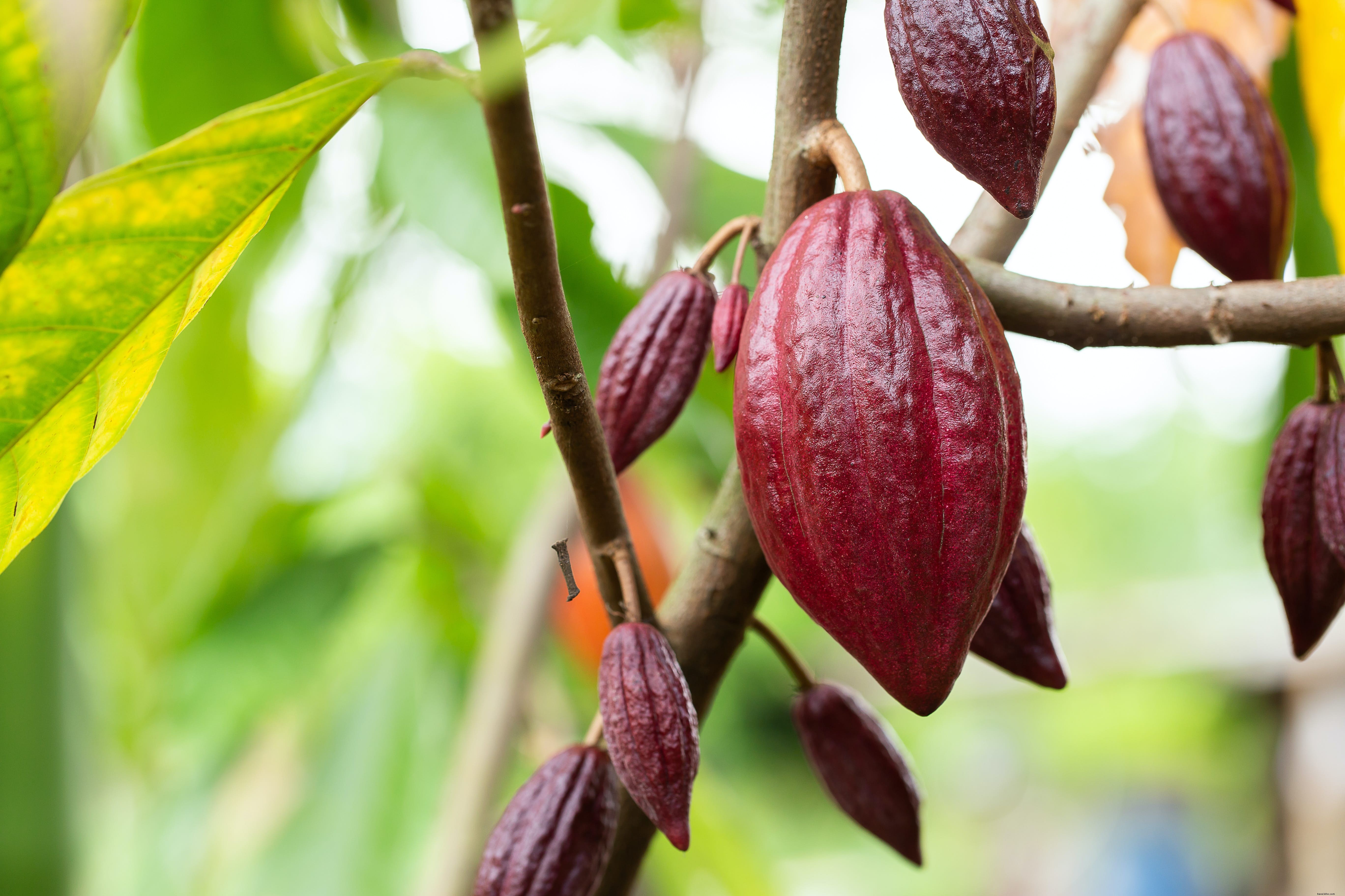 Best Cacao Tours in Latin America: Discover Chocolate s Ancient Roots in Costa Rica, Belize, and Dominica