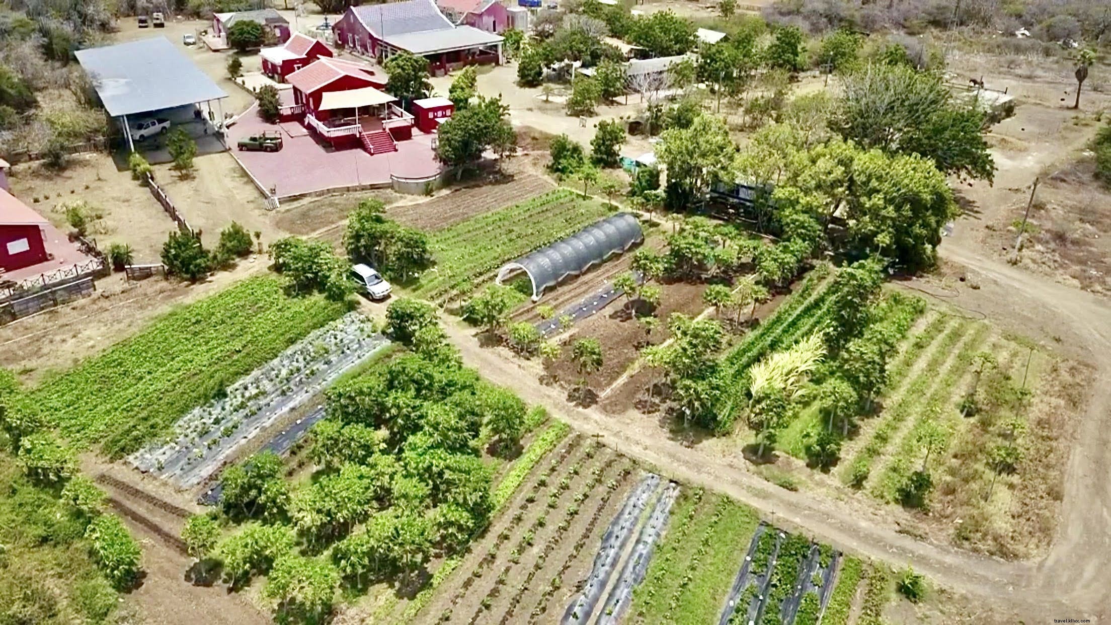 Sustainable Agriculture in the Caribbean: How Cayman Islands, Curaçao, and Puerto Rico Are Pioneering Change