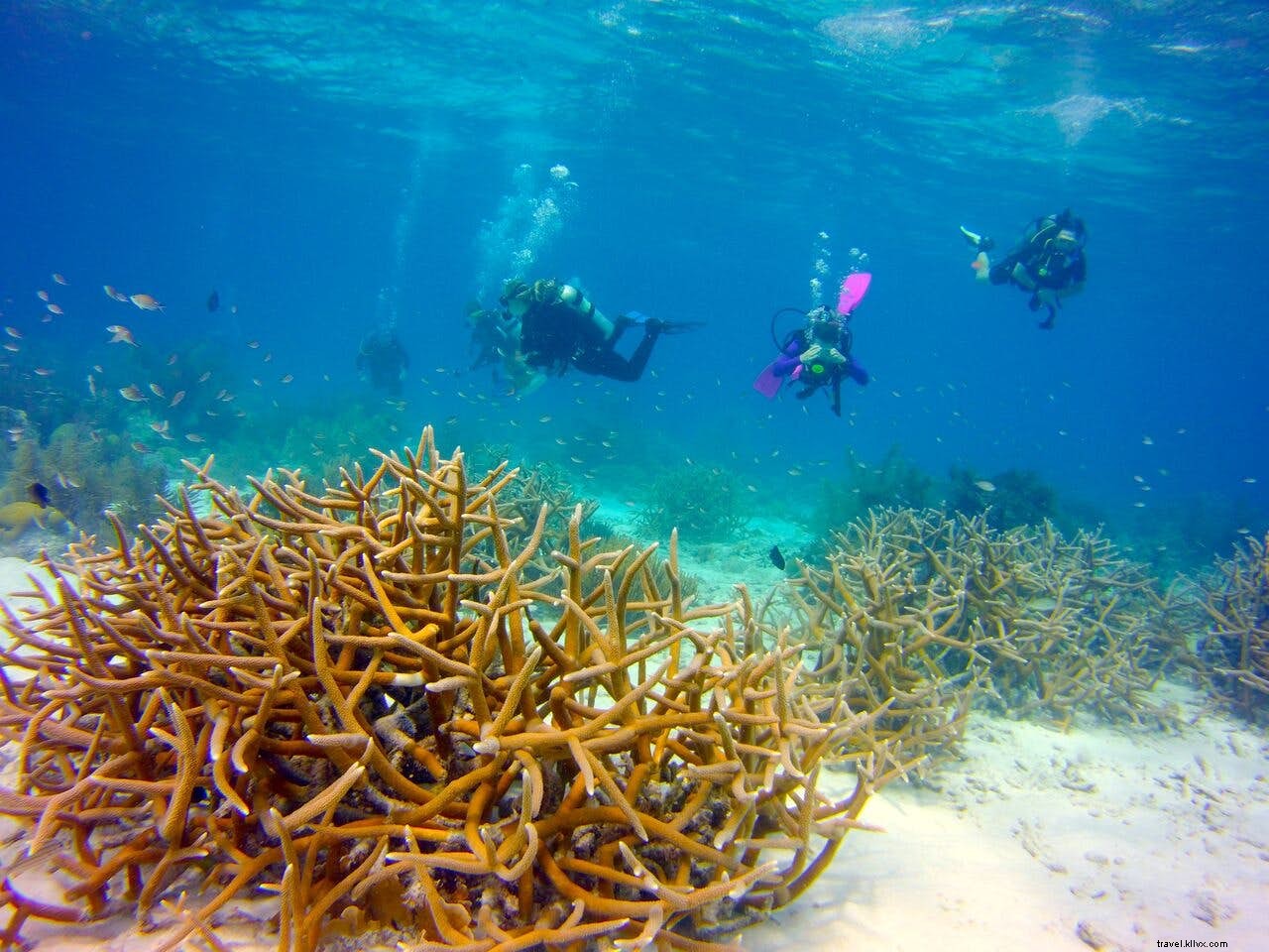 Bonaire: Premier Family Destination for Diving, Snorkeling, and Watersports
