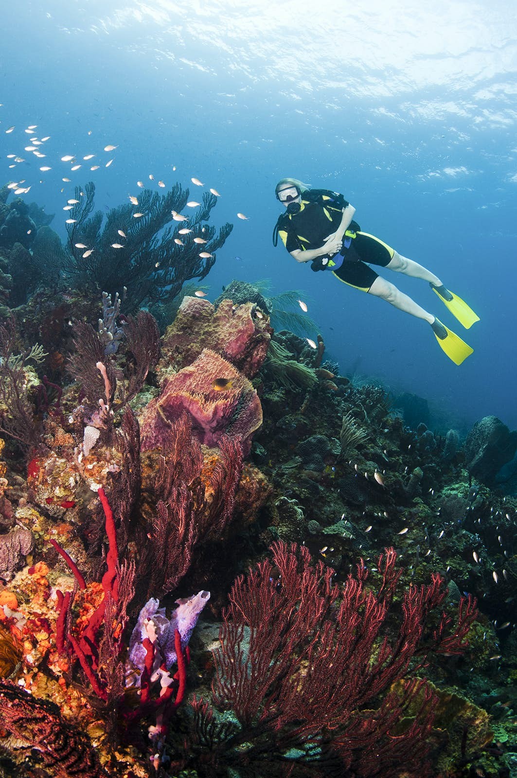 Top 10 Must-Do Experiences in St. Lucia: Ultimate Island Guide