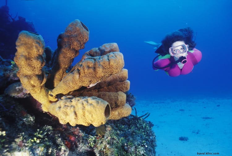 9 Adrenaline-Pumping Adventures in Jamaica for Thrill Seekers