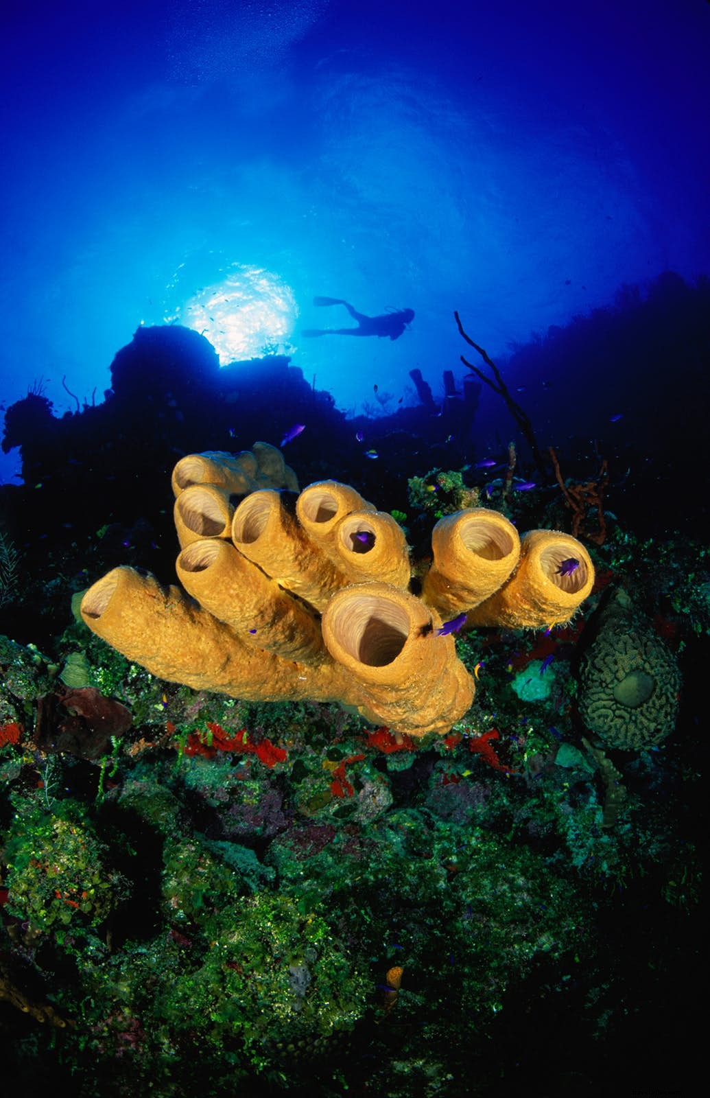 Top 7 Must-Visit Dive Sites in the Cayman Islands: Premier Scuba Adventures
