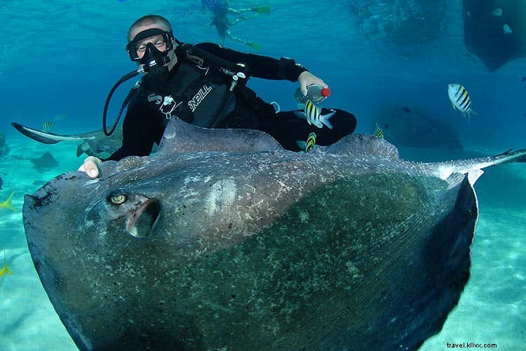 Top 7 Must-Visit Dive Sites in the Cayman Islands: Premier Scuba Adventures