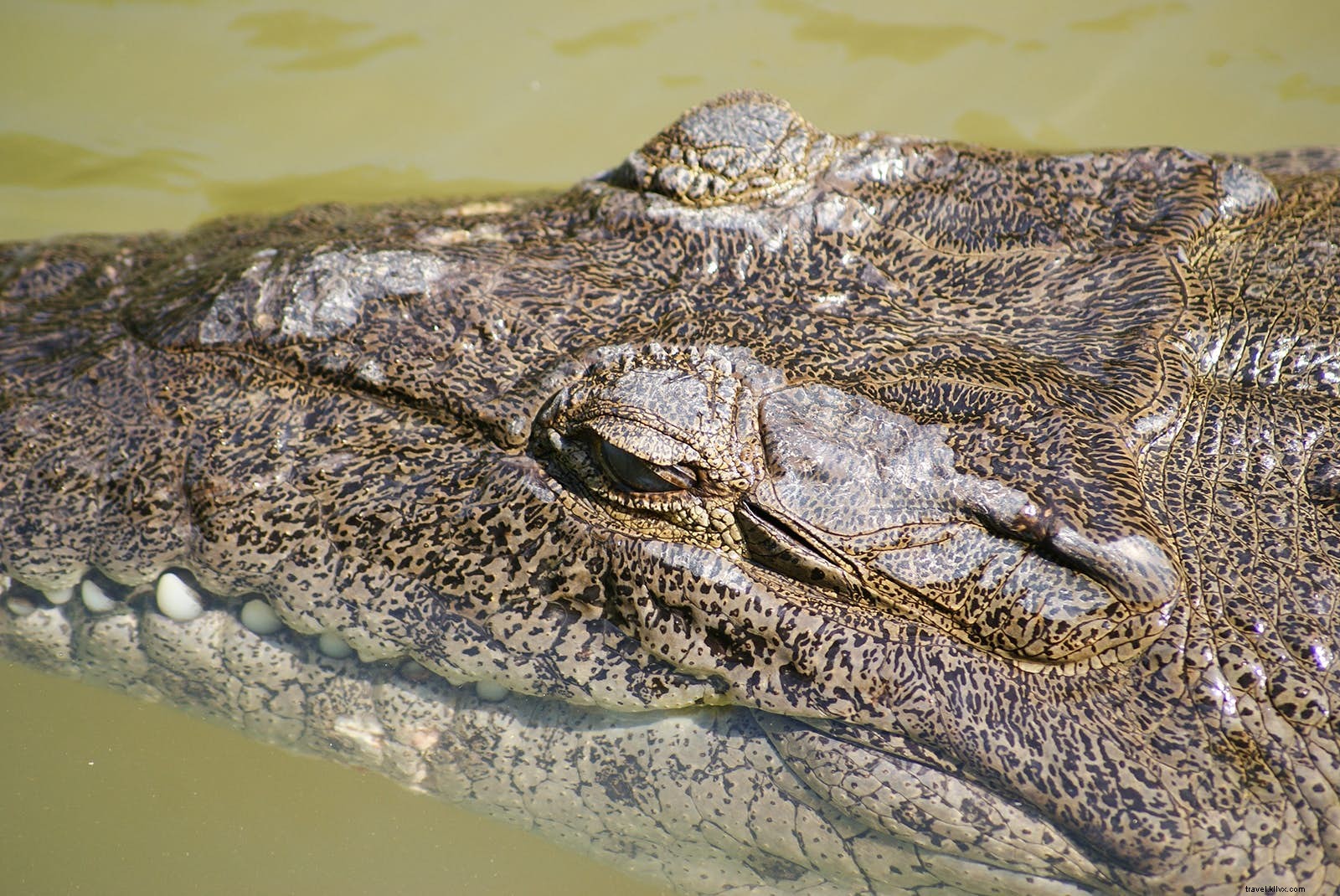 Top 10 Must-Experience Adventures in Jamaica: Nature, Culture, and Reggae