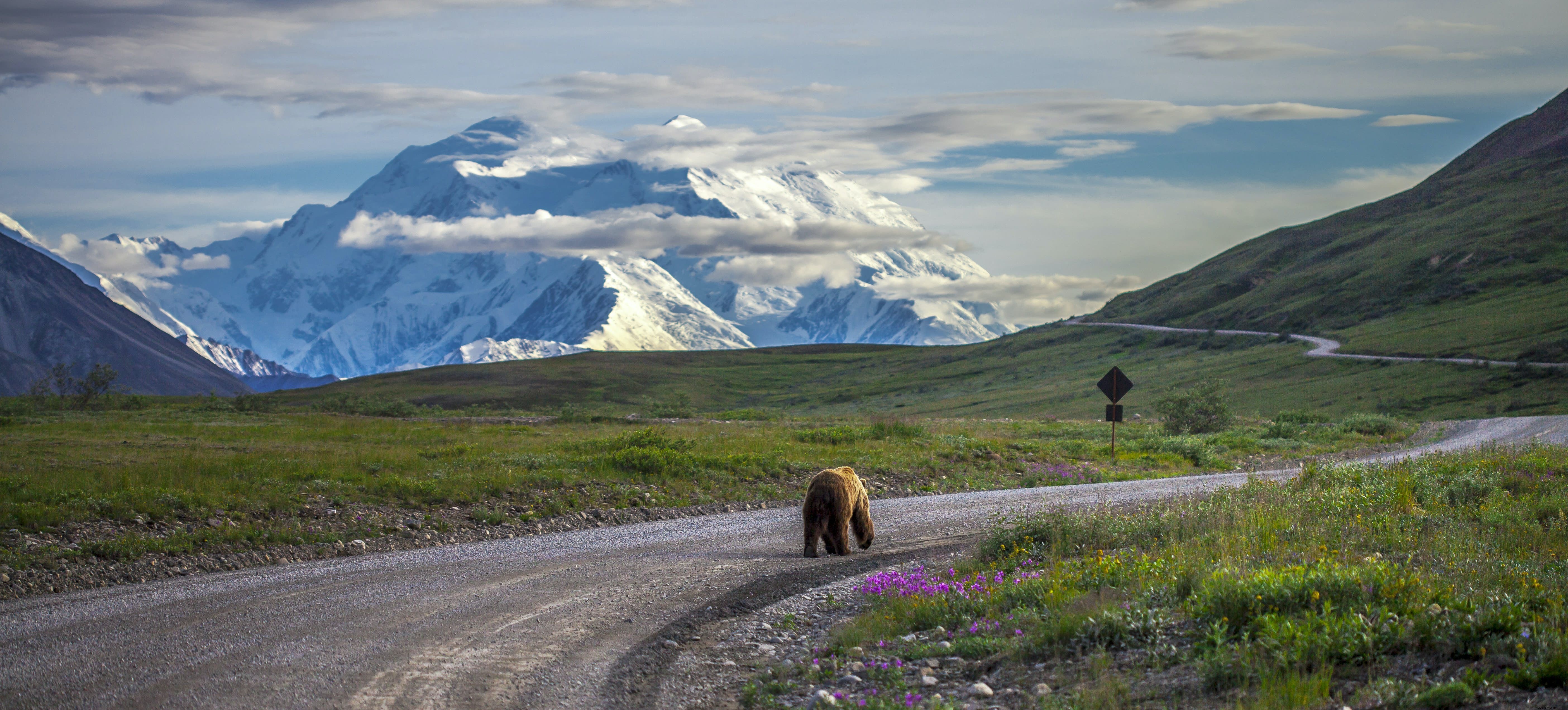 Denali National Park & Preserve: Ultimate Guide to Wildlife, Hiking, Lodging & Must-See Attractions