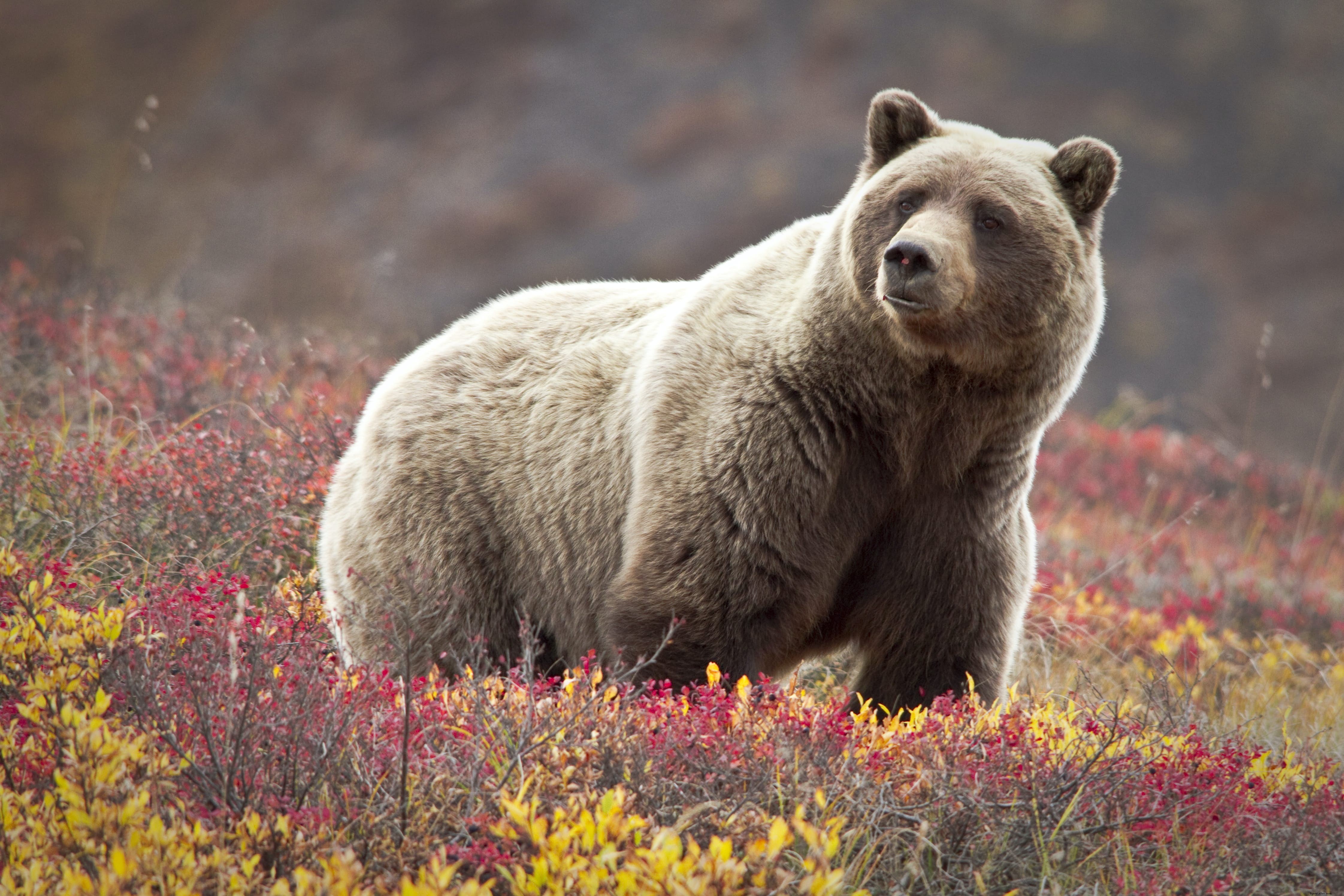 Denali National Park & Preserve: Ultimate Guide to Wildlife, Hiking, Lodging & Must-See Attractions