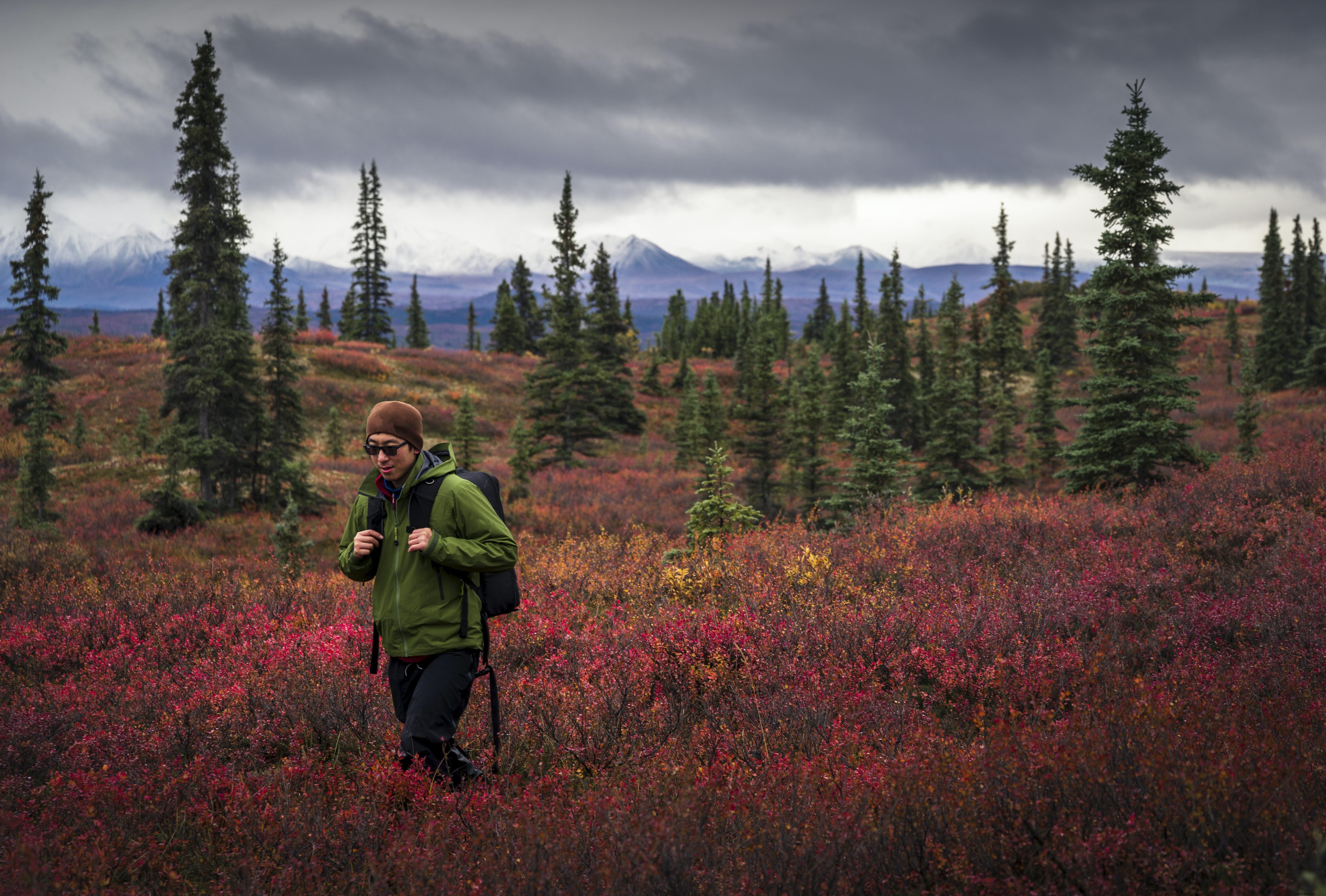 Denali National Park & Preserve: Ultimate Guide to Wildlife, Hiking, Lodging & Must-See Attractions