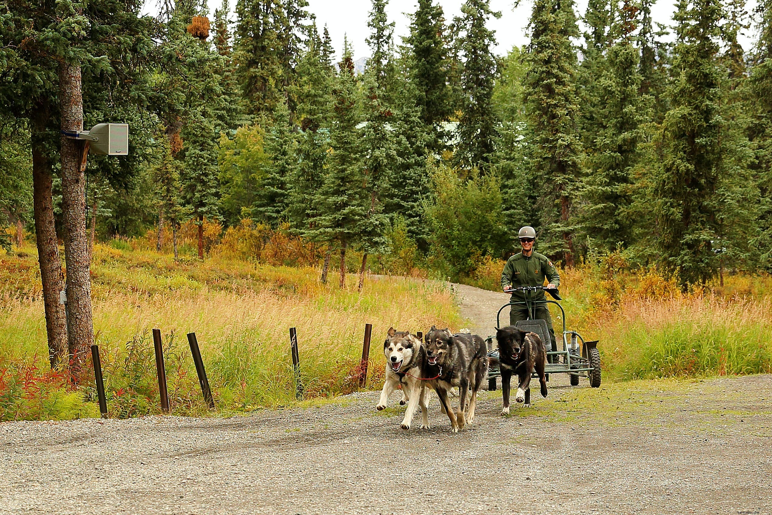 Denali National Park & Preserve: Ultimate Guide to Wildlife, Hiking, Lodging & Must-See Attractions