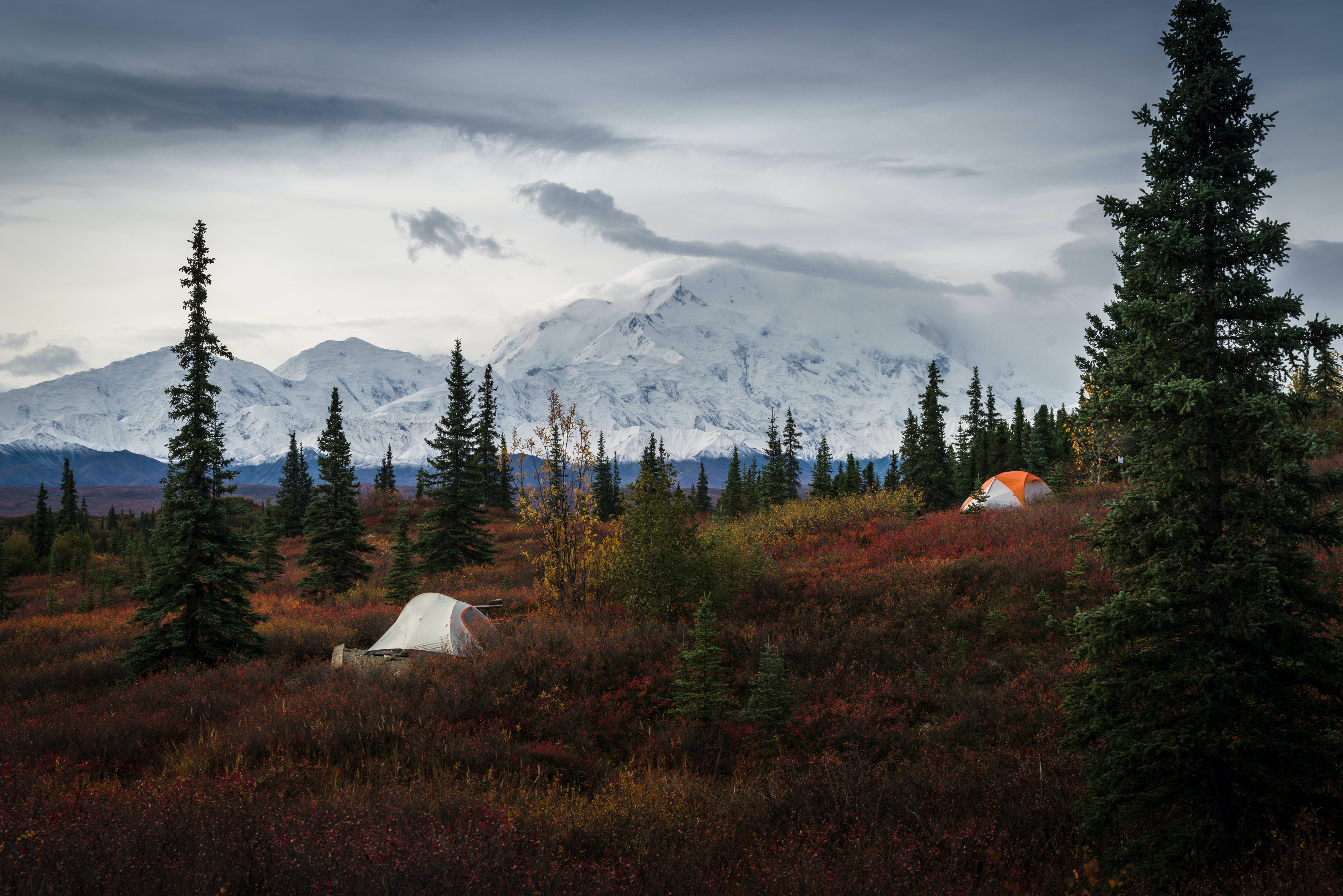 Denali National Park & Preserve: Ultimate Guide to Wildlife, Hiking, Lodging & Must-See Attractions