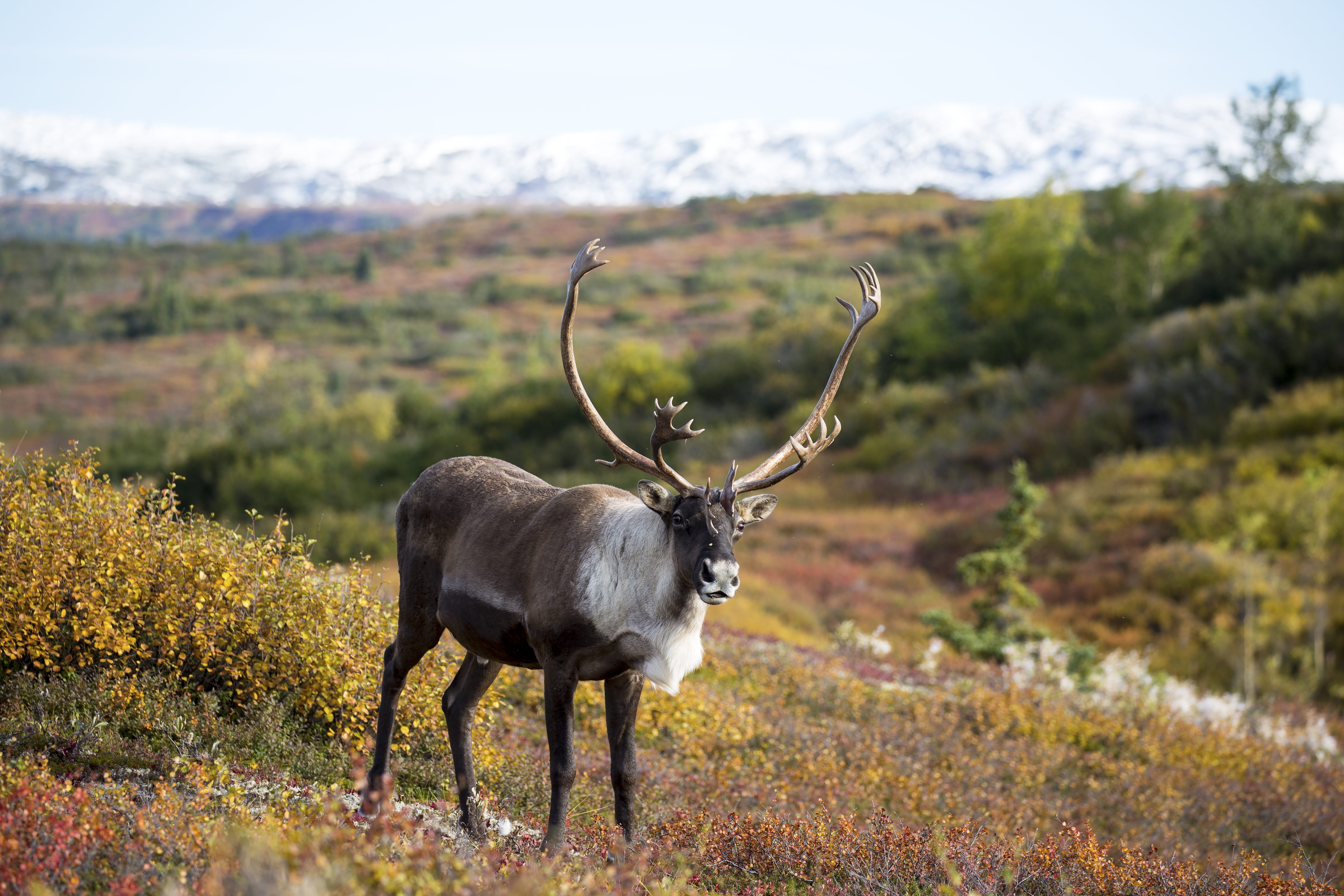 Denali National Park & Preserve: Ultimate Guide to Wildlife, Hiking, Lodging & Must-See Attractions