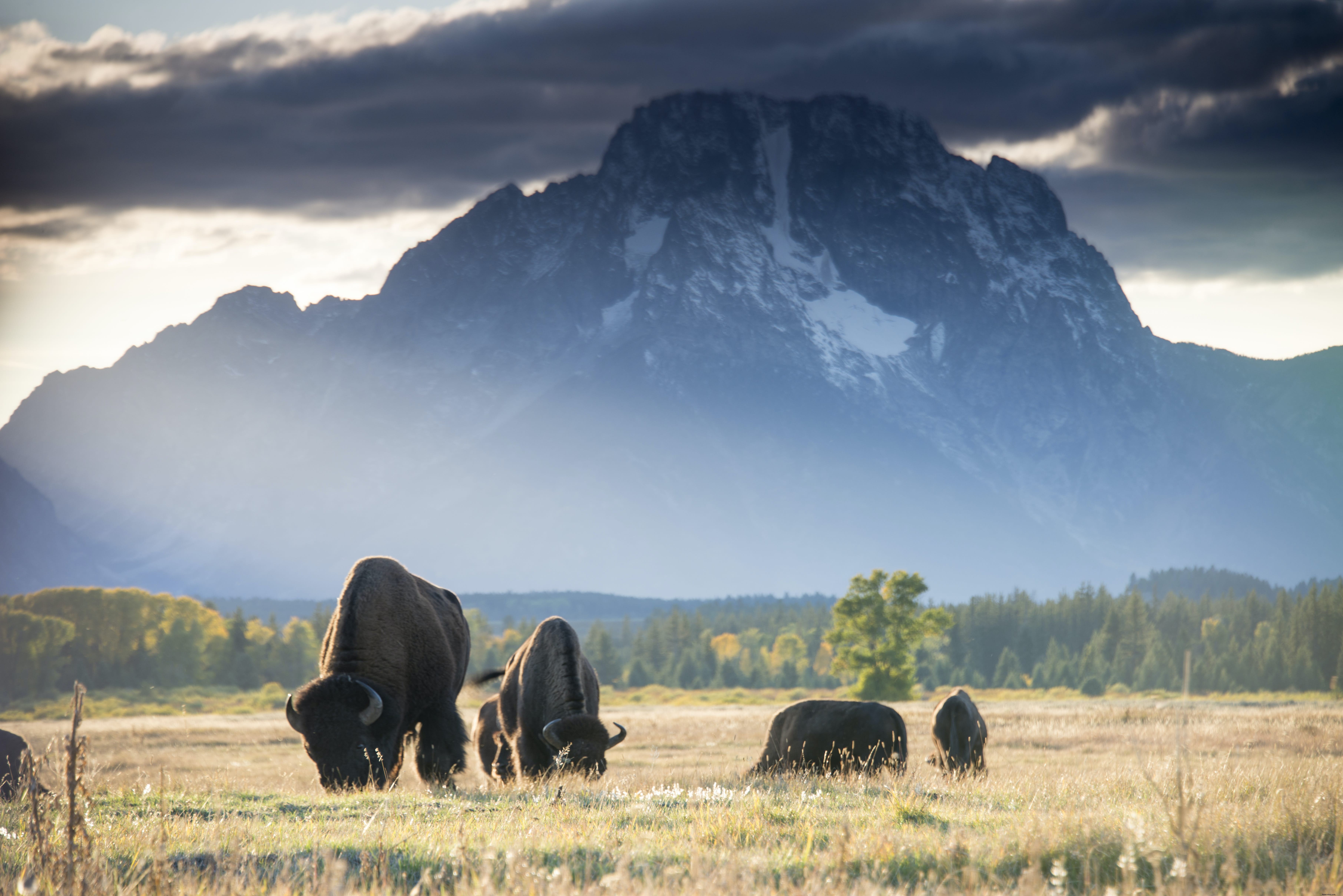 Ultimate Guide to Grand Teton National Park: History, Highlights, and Unforgettable Adventures