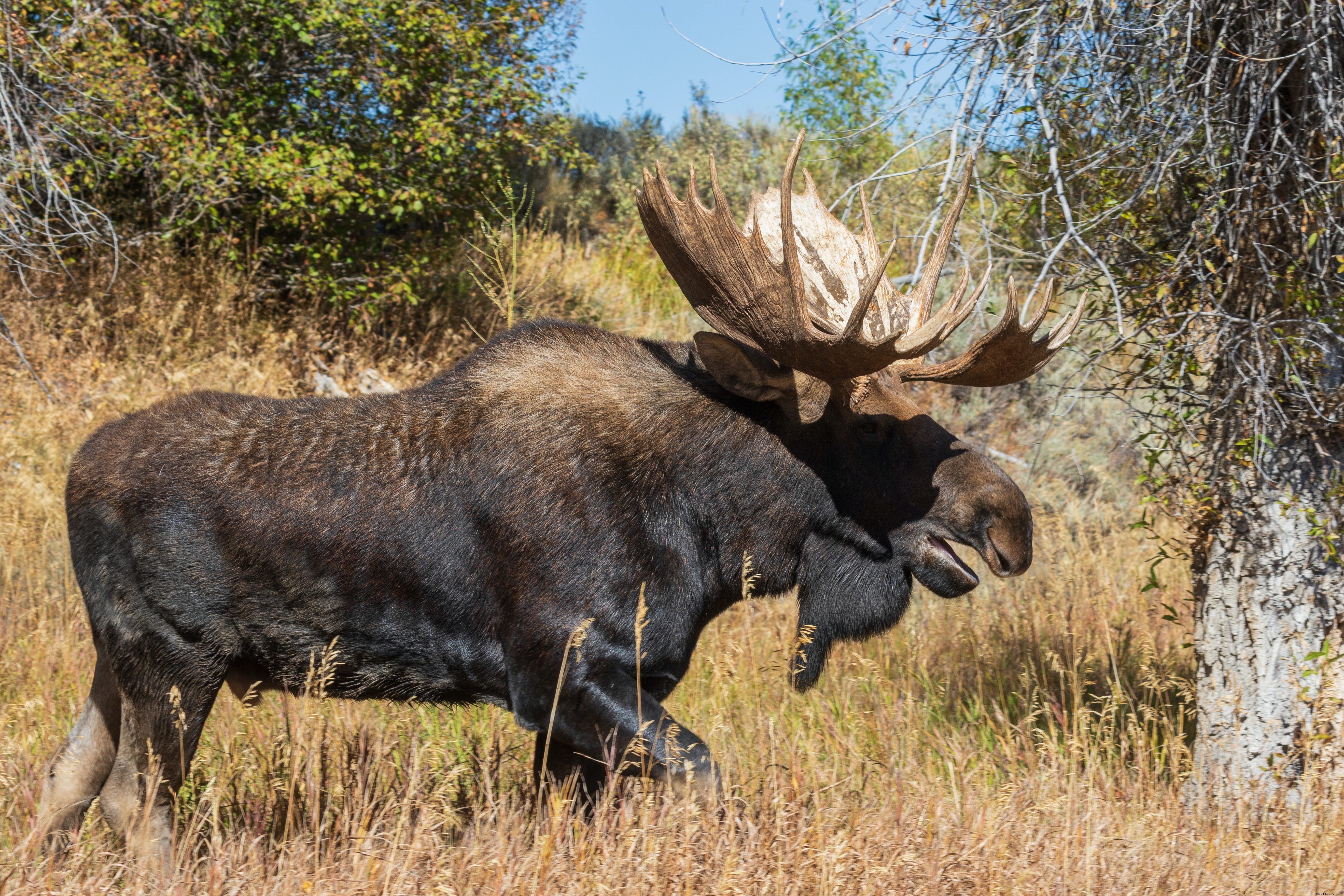 Ultimate Guide to Grand Teton National Park: History, Highlights, and Unforgettable Adventures