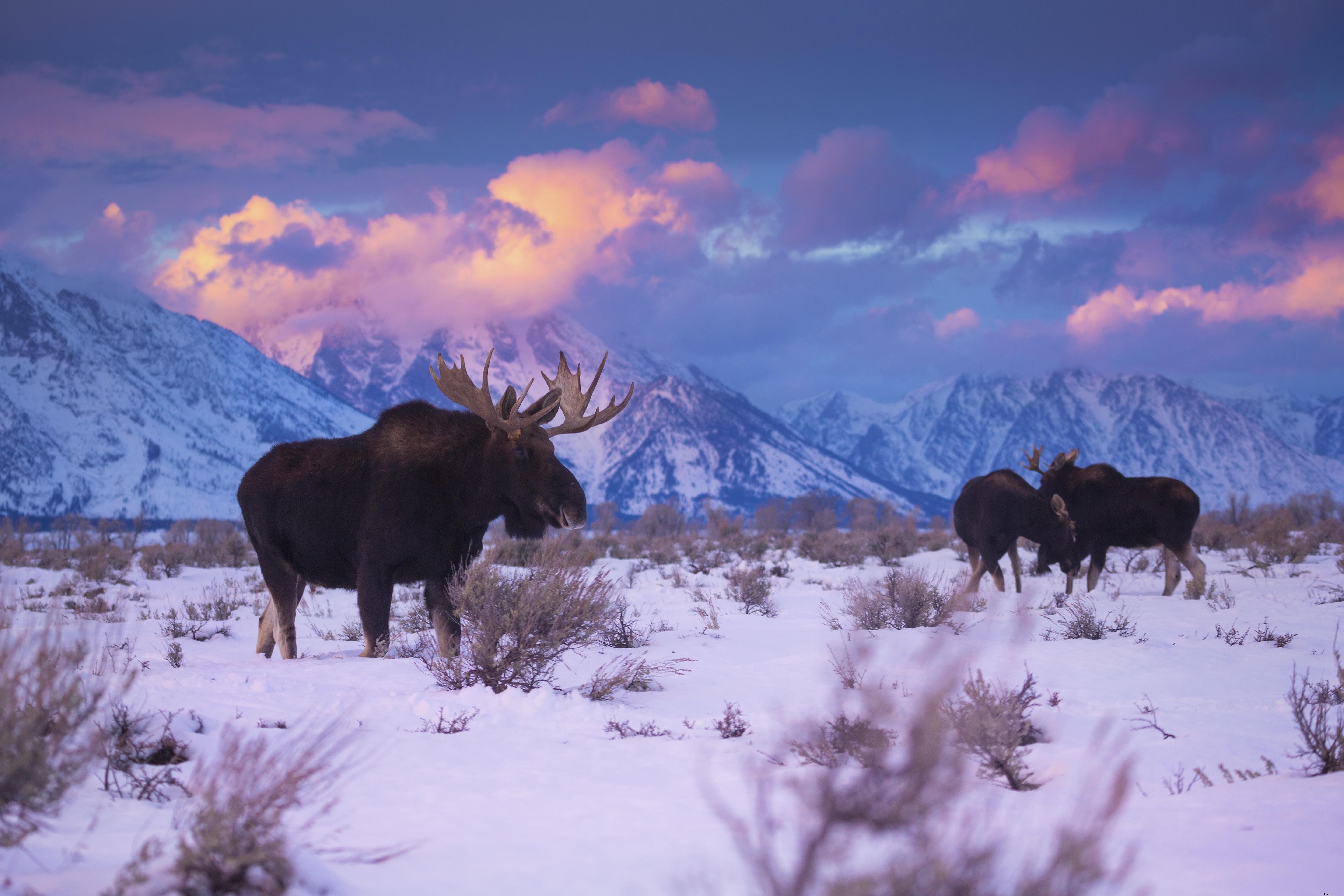 Ultimate Guide to Grand Teton National Park: History, Highlights, and Unforgettable Adventures
