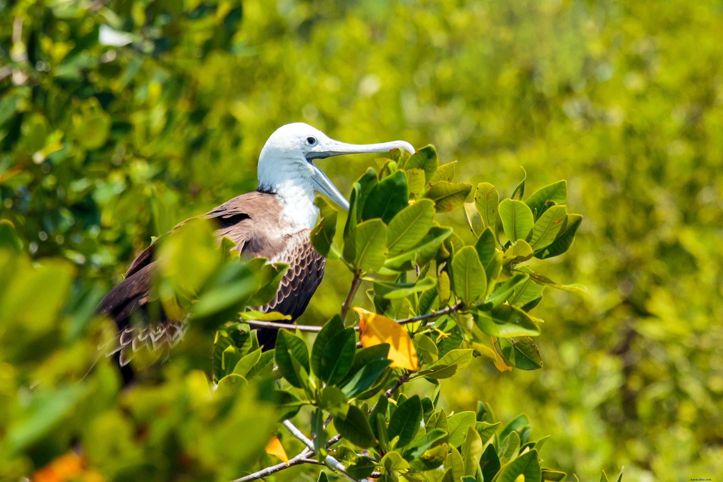 Parque Nacional Isla Contoy: Pristine Wildlife Sanctuary Near Cancún