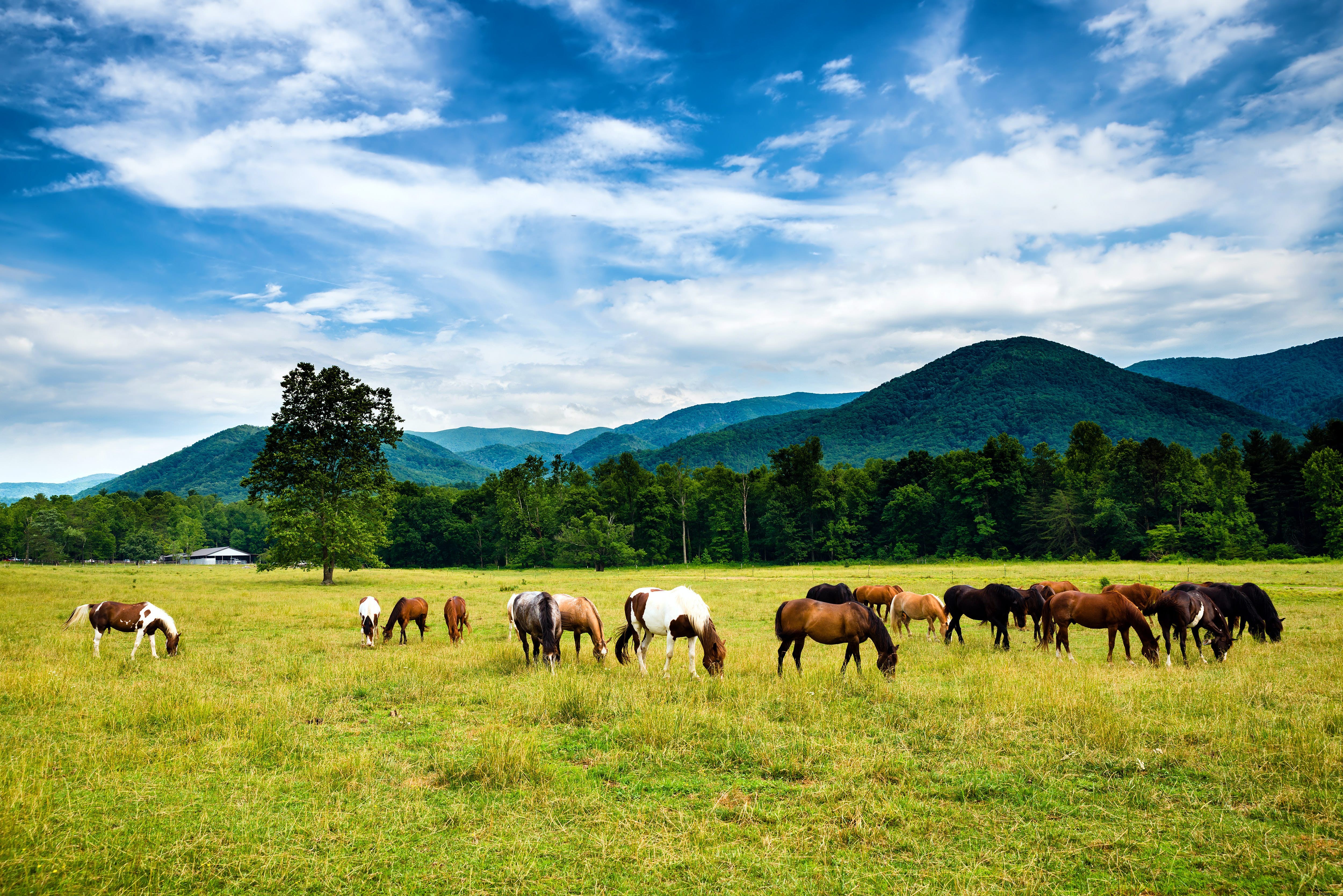 Discover Cades Cove: Historic Valley, Wildlife Haven, and Waterfalls in Great Smoky Mountains National Park